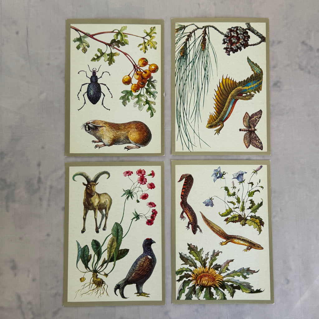 Soviet Nature Illustration Set 1982 – Animal & Botanical Print Collection (16 Pieces)