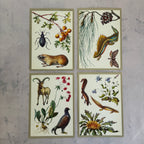 Soviet Nature Illustration Set 1982 – Animal & Botanical Print Collection (16 Pieces)
