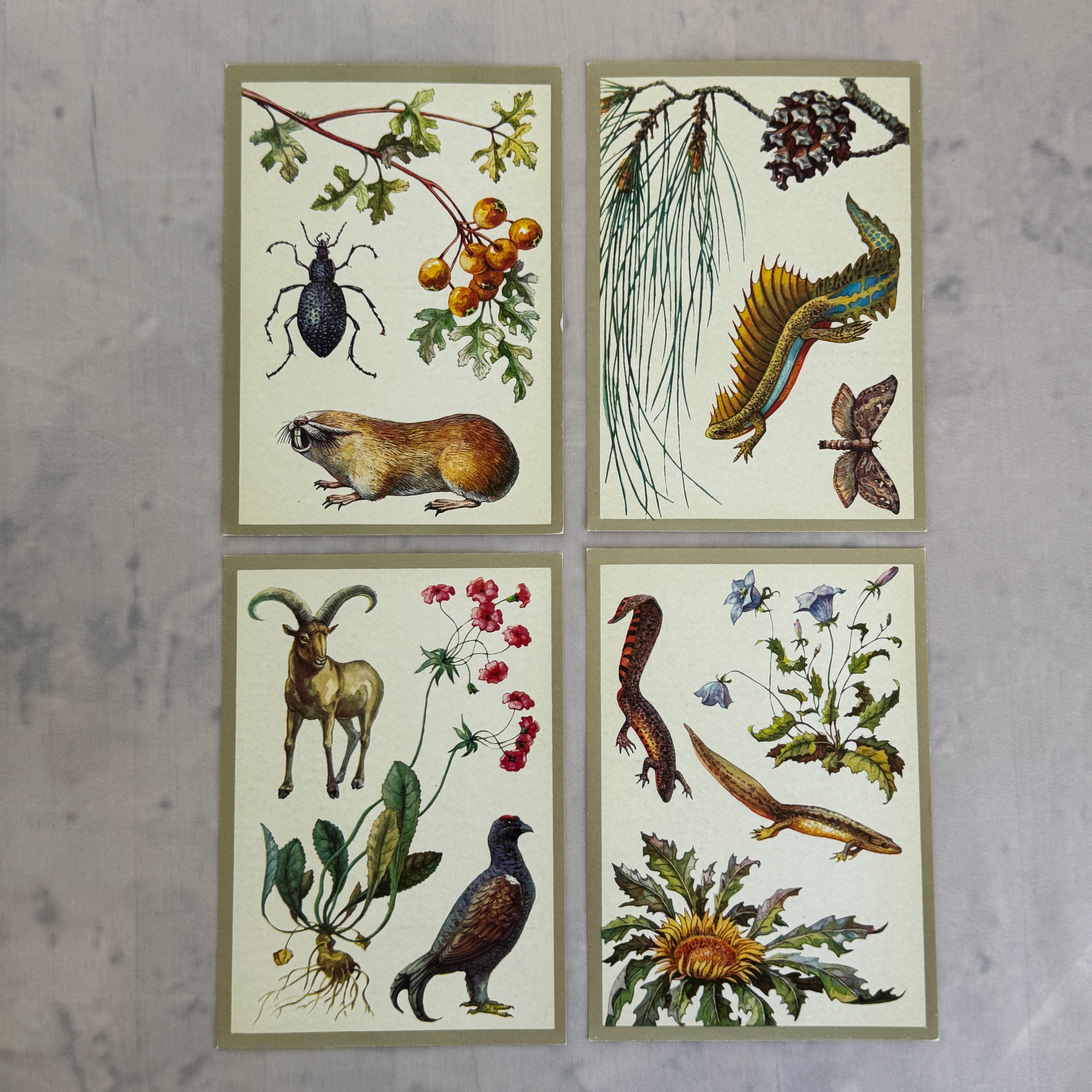 Soviet Nature Illustration Set 1982 – Animal & Botanical Print Collection (16 Pieces)