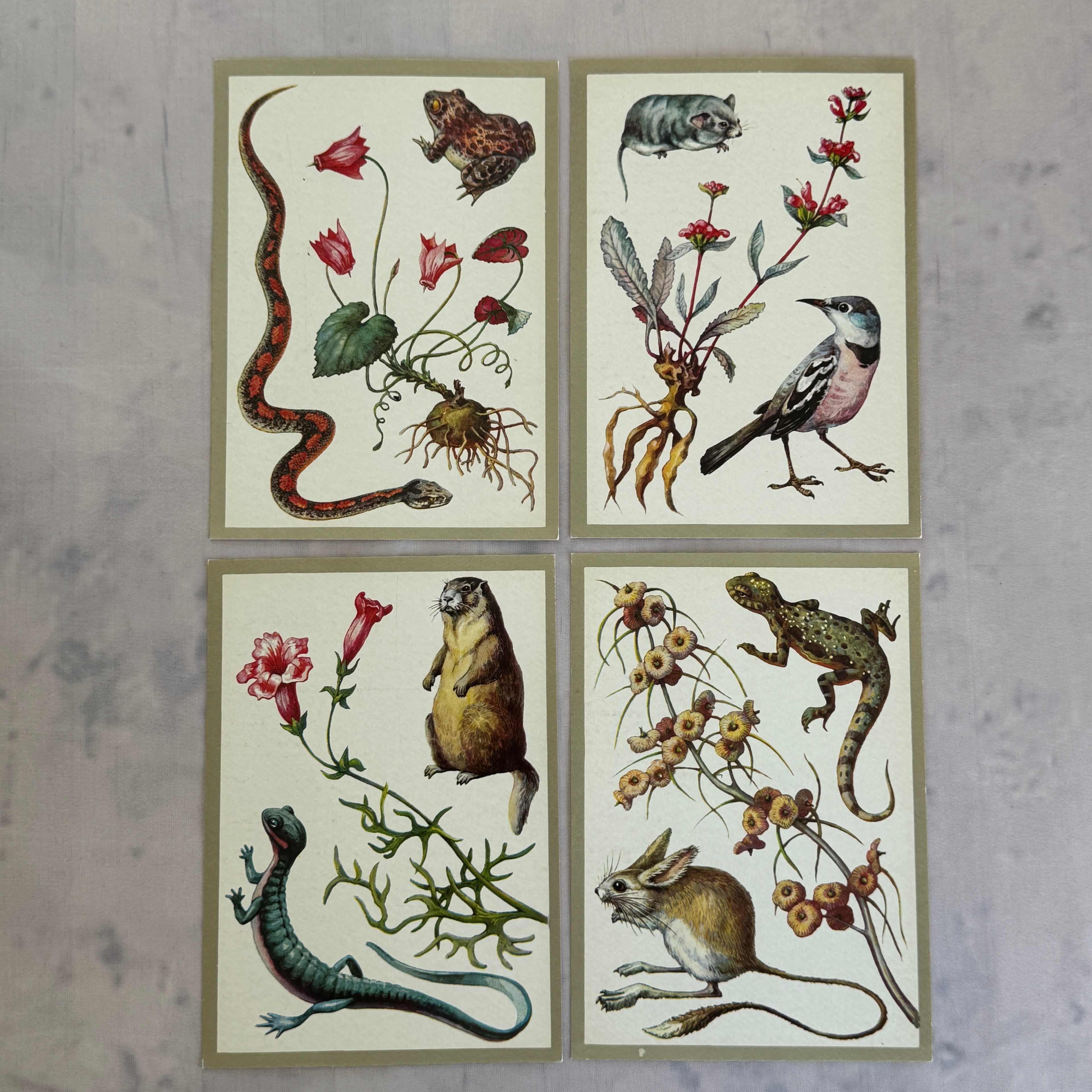 Soviet Nature Illustration Set 1982 – Animal & Botanical Print Collection (16 Pieces)