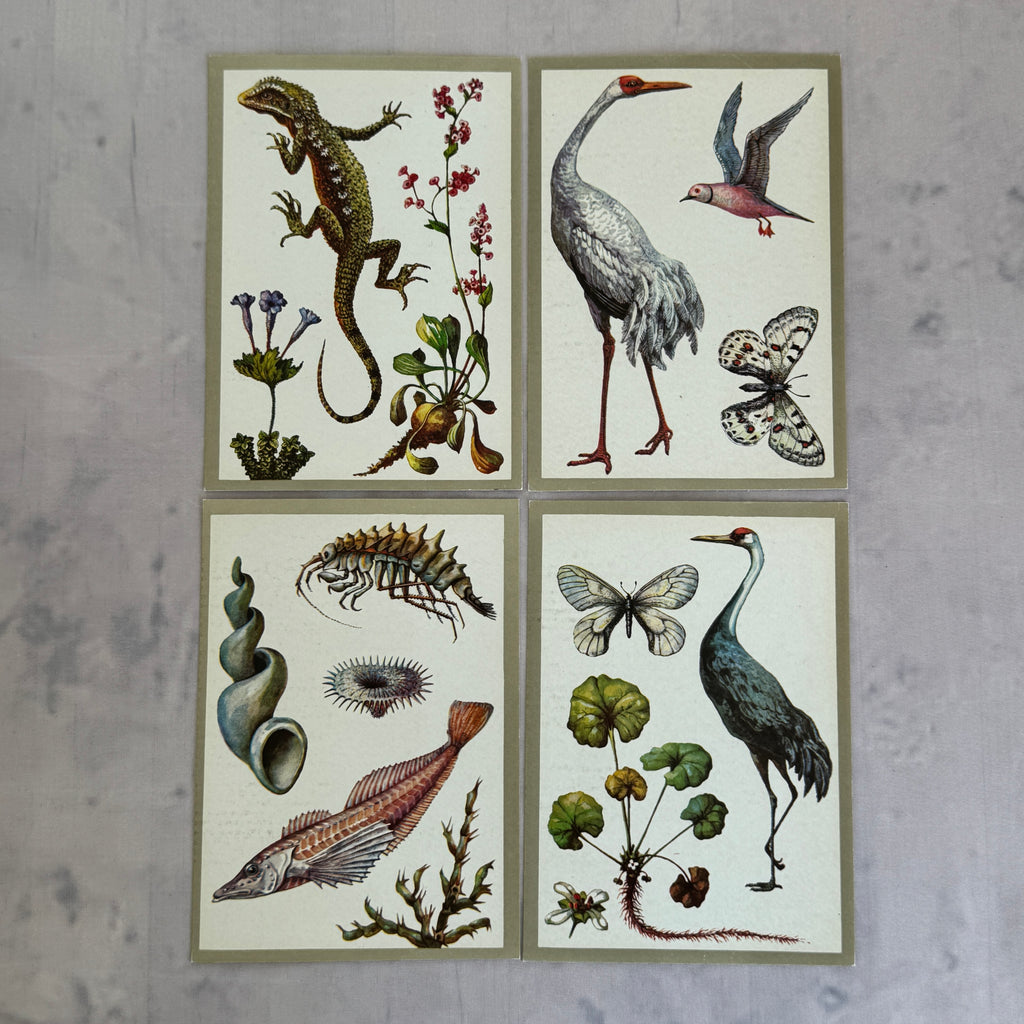 Soviet Nature Illustration Set 1982 – Animal & Botanical Print Collection (16 Pieces)