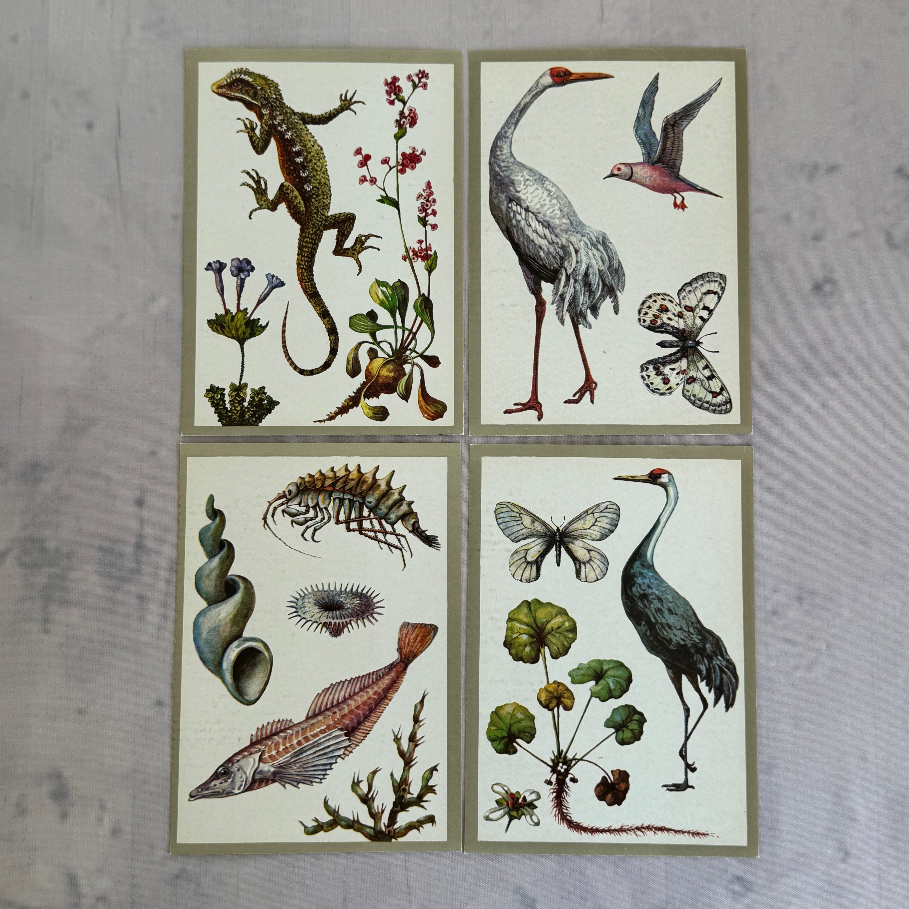 Soviet Nature Illustration Set 1982 – Animal & Botanical Print Collection (16 Pieces)