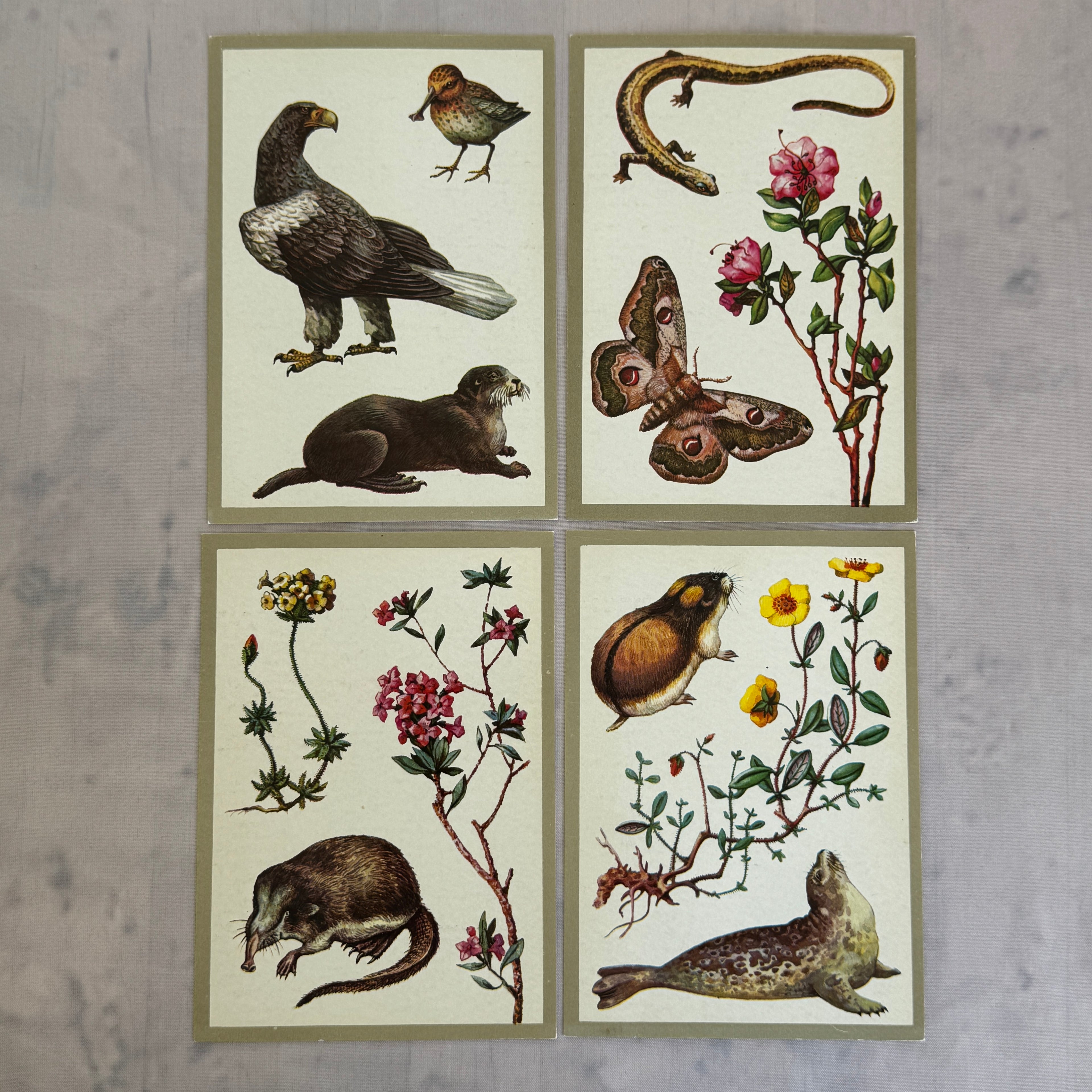 Soviet Nature Illustration Set 1982 – Animal & Botanical Print Collection (16 Pieces)