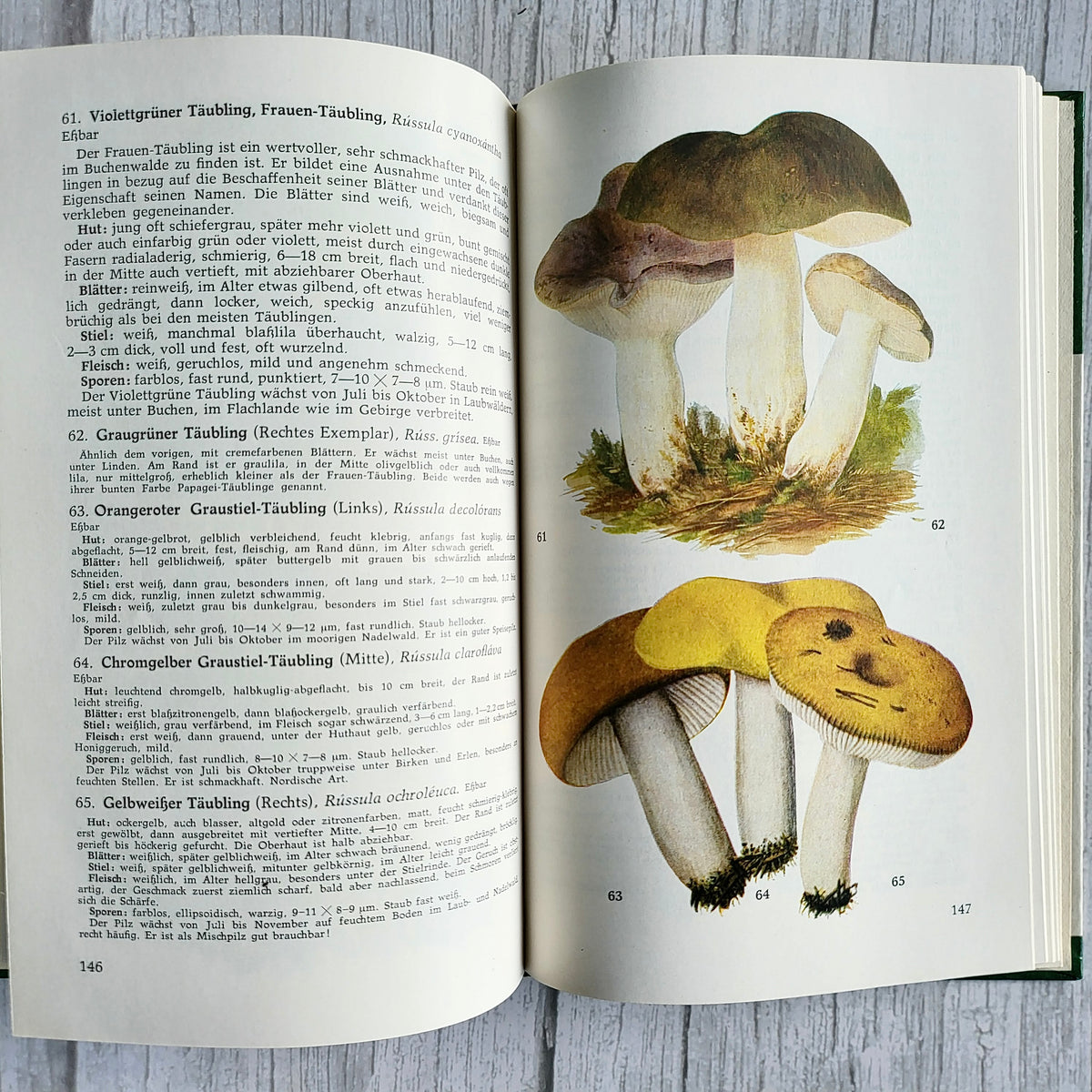 Vintage 1966 GDR Mushroom Book – Taschenbuch für Pilzfreunde, Bruno Hennig